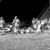 1966 10-13 Football v Walker 6.jpg